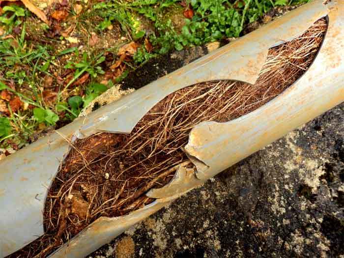 roots-on-sewer-line