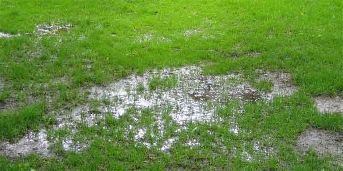 soggy-grass soggy-grass