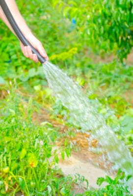 Working watering garden from hose